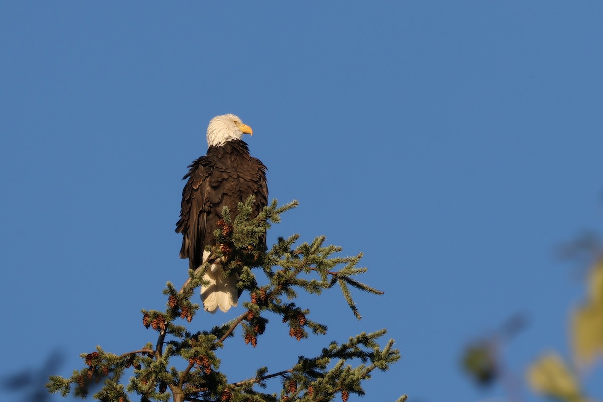 Bald Eagle - ML643596173