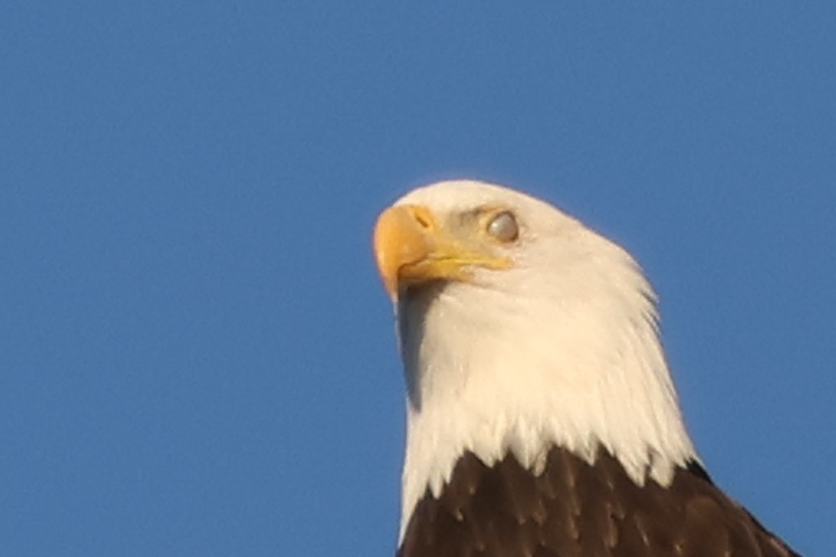Bald Eagle - ML643596174