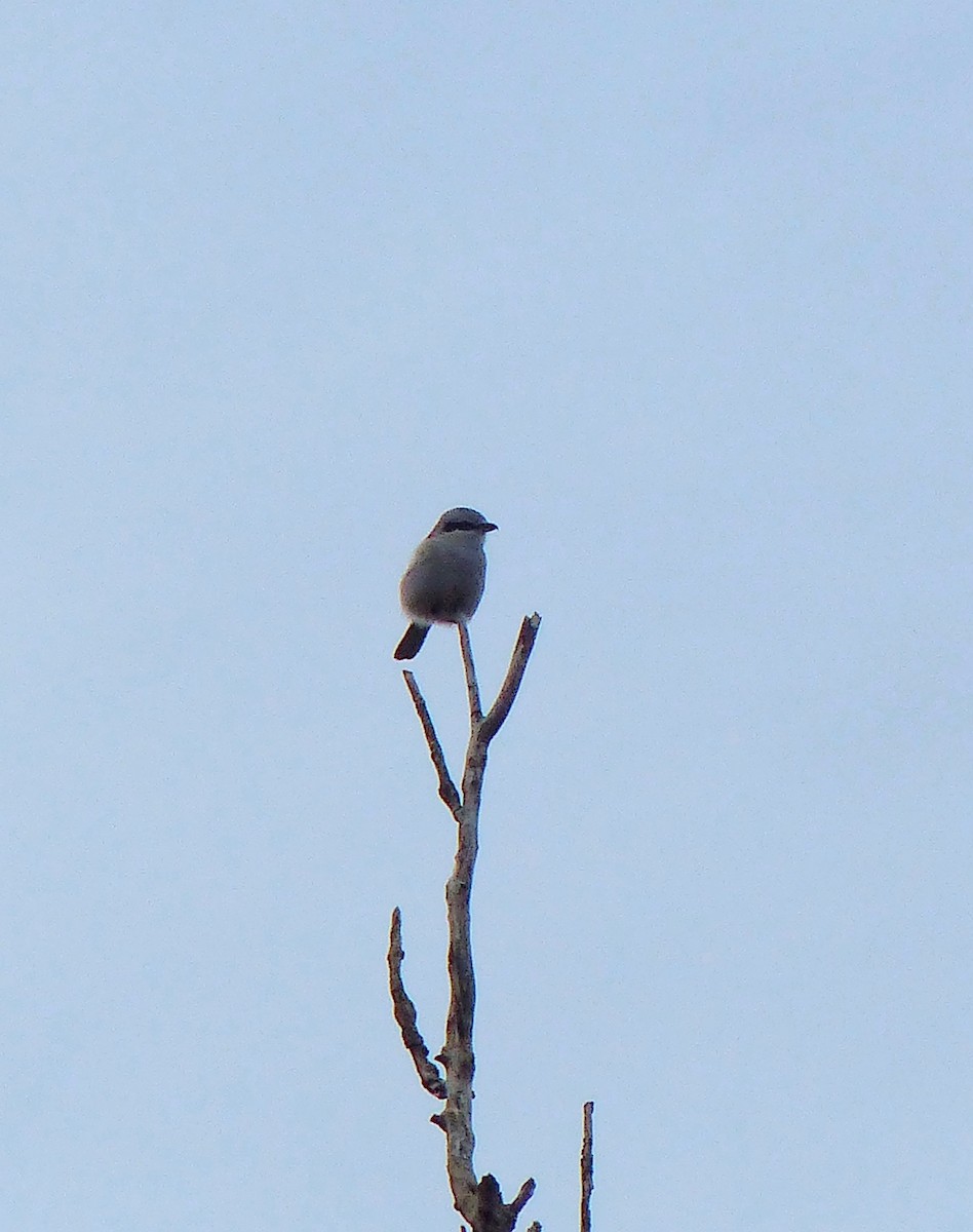 Northern Shrike - ML643596180