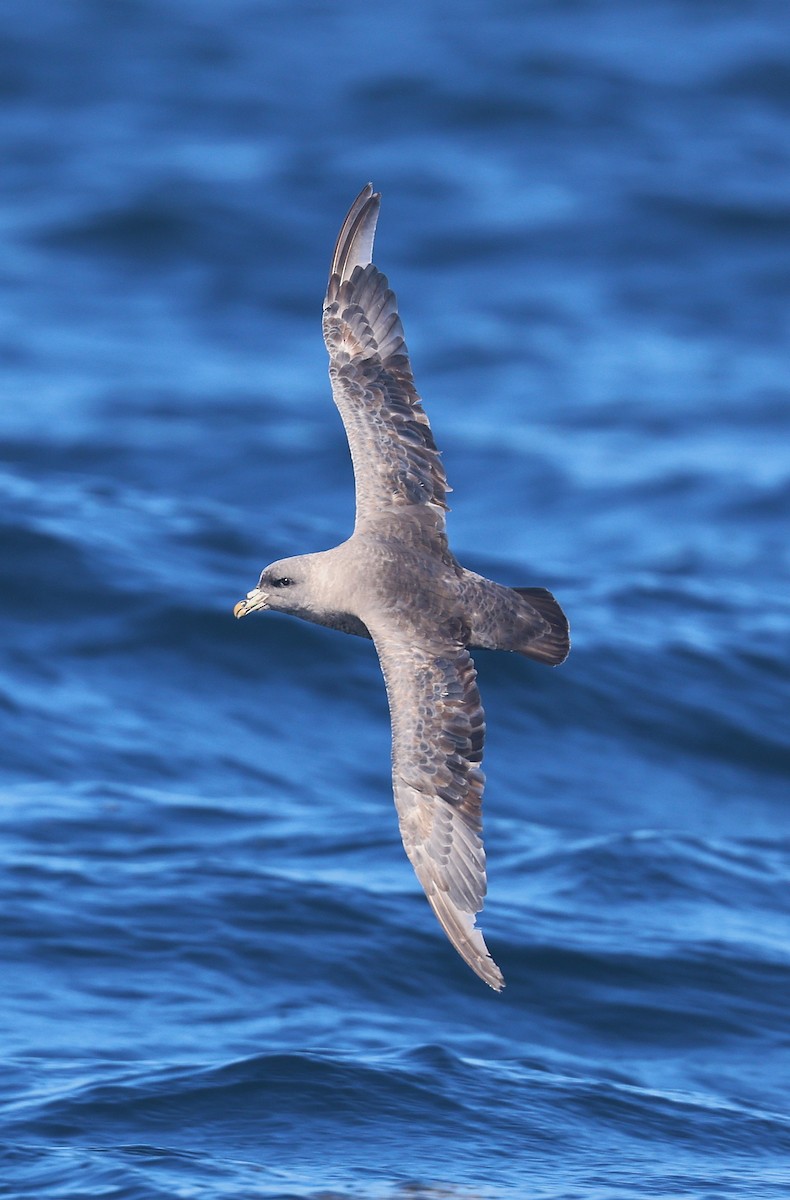 Northern Fulmar - ML643596188