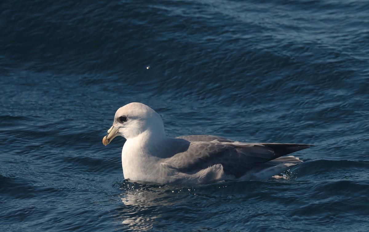 Northern Fulmar - ML643596189