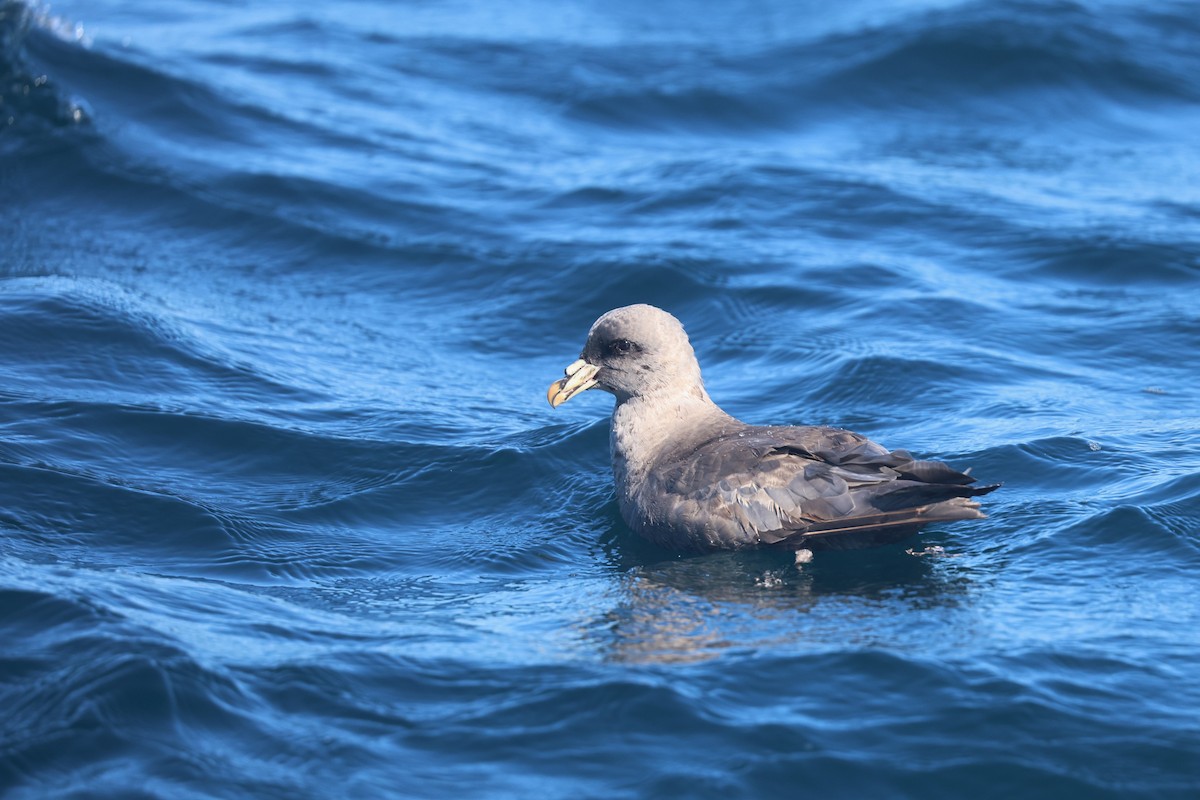 Northern Fulmar - ML643596190