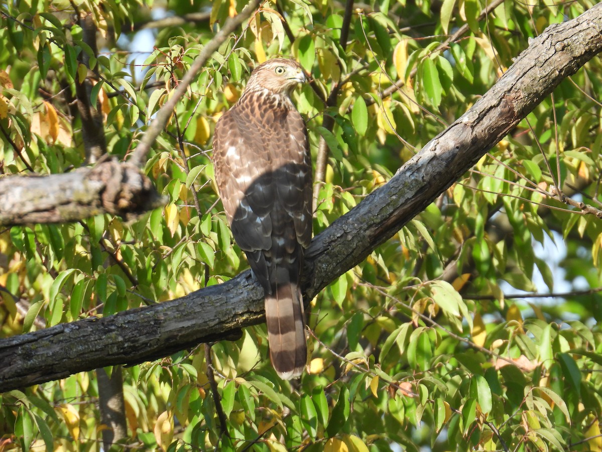 Cooper's Hawk - ML643596192