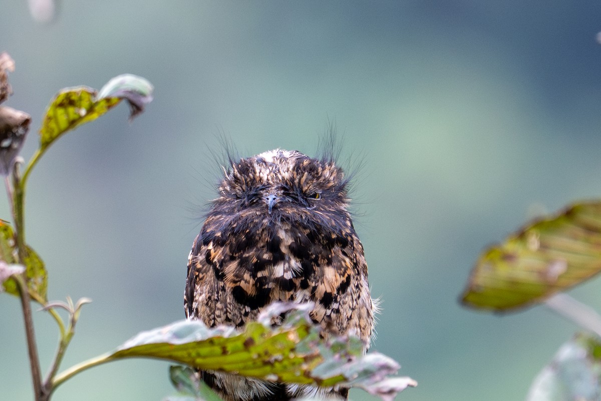 Andean Potoo - ML643596195