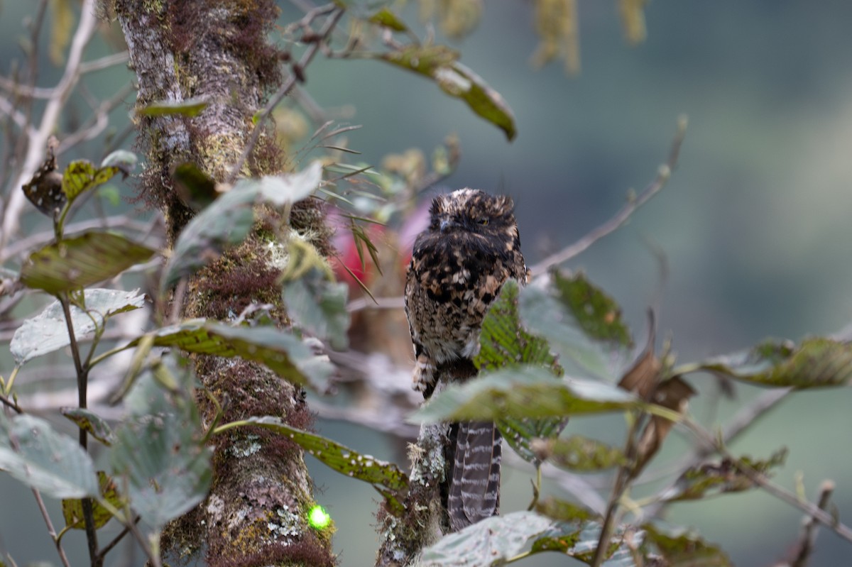 Andean Potoo - ML643596196