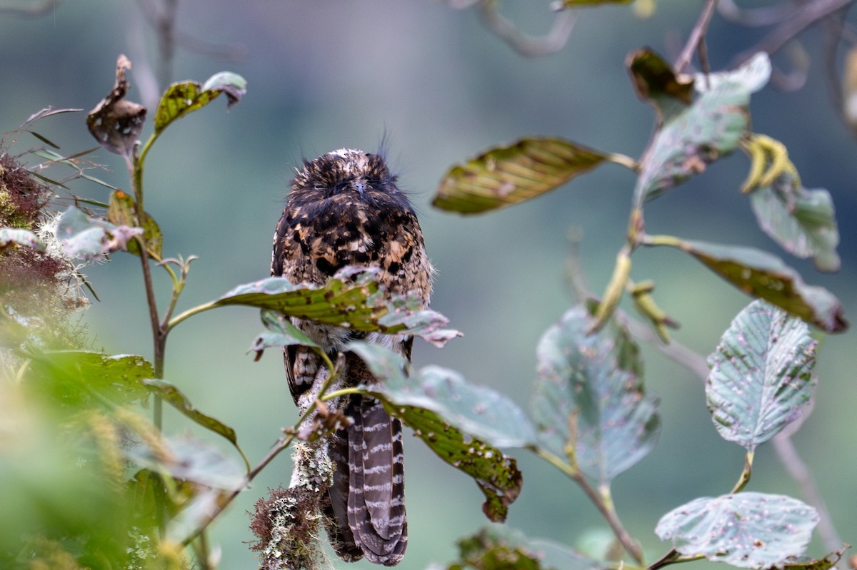 Andean Potoo - ML643596197