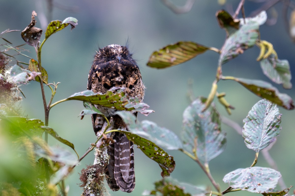 Andean Potoo - ML643596198
