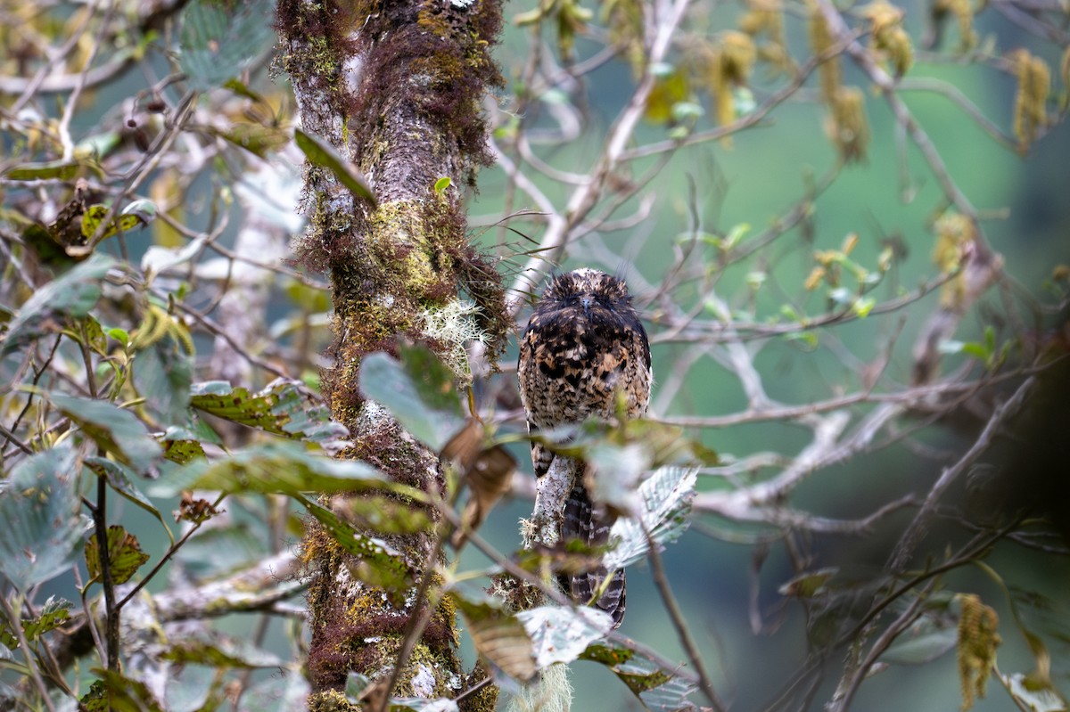 Andean Potoo - ML643596199