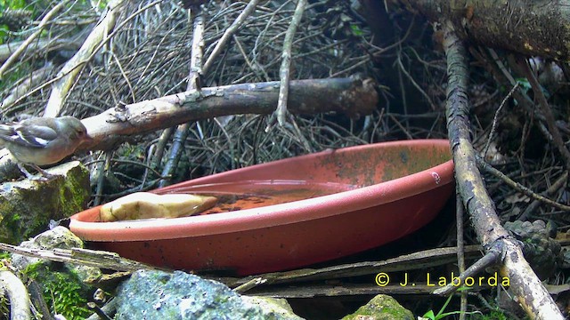 Дуулгат бужирга - ML643596203