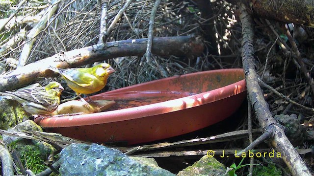 European Serin - ML643596214