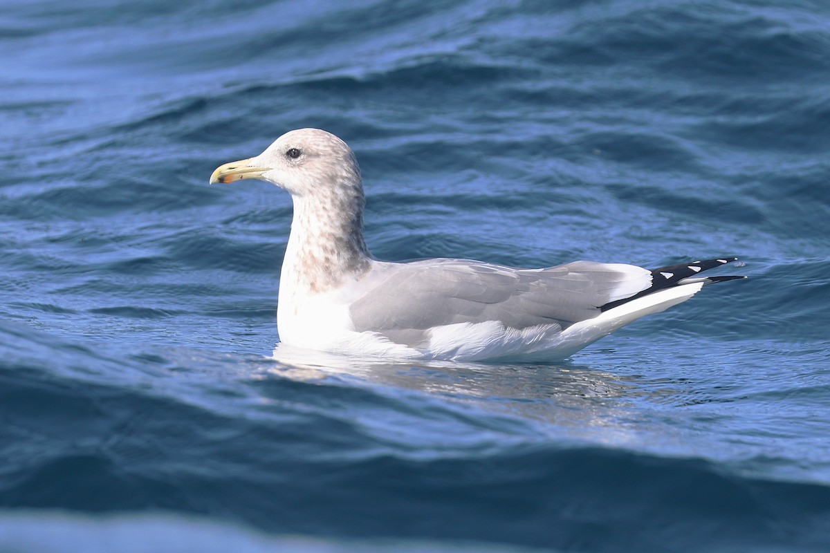 California Gull - ML643596215