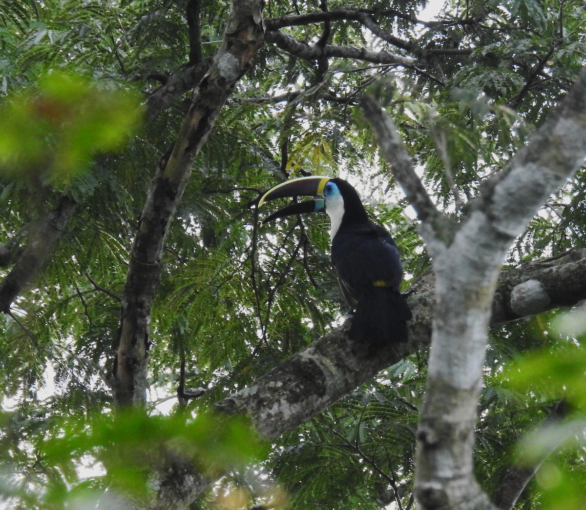 White-throated Toucan - ML643596219