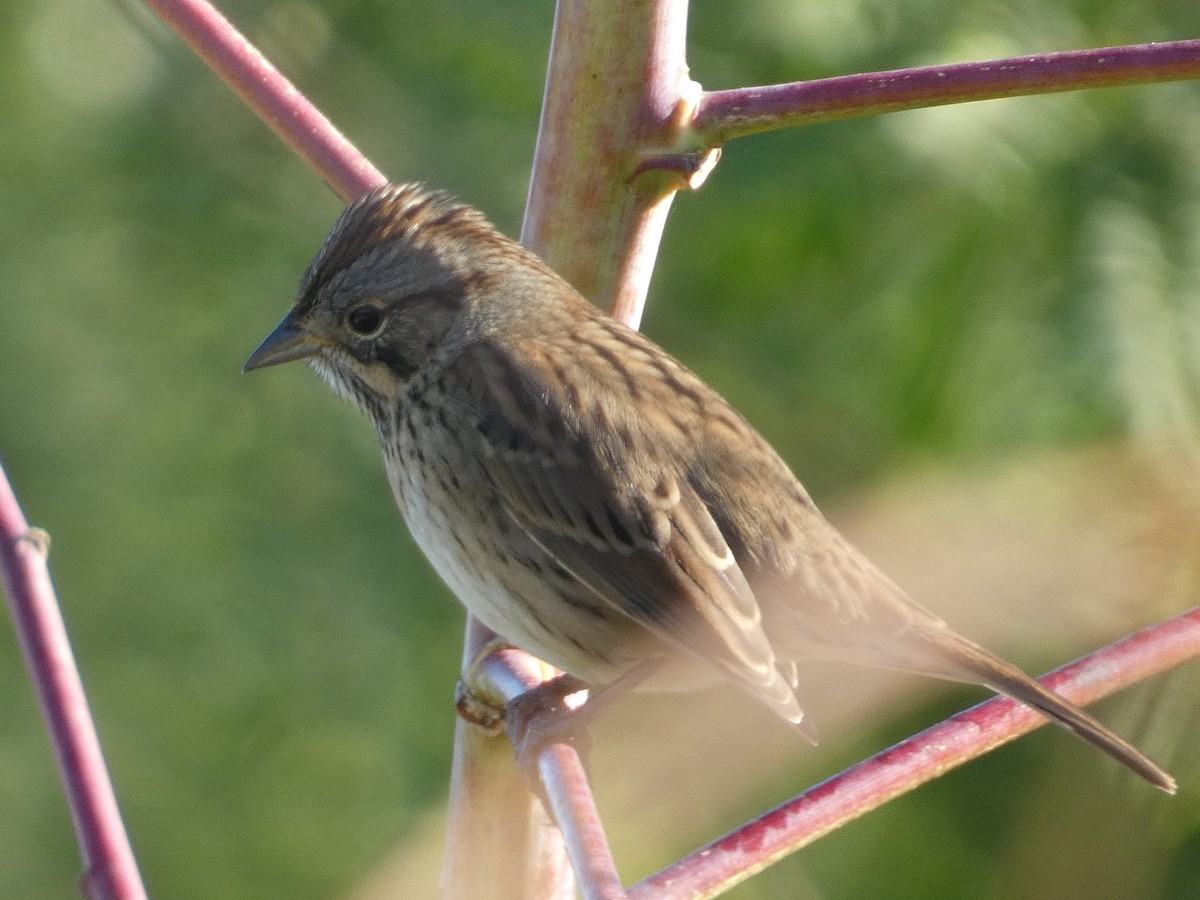 Lincoln's Sparrow - ML643596222