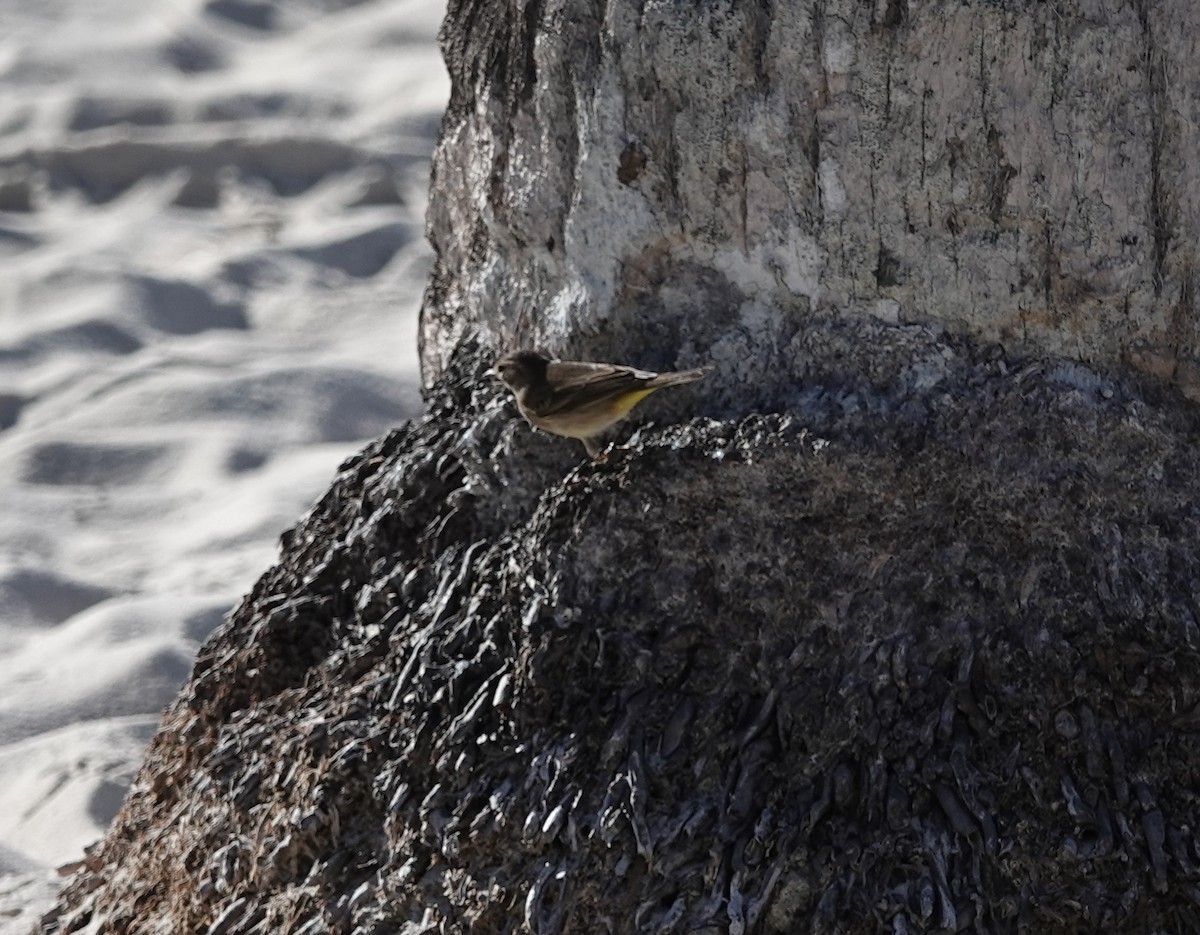 Palm Warbler - ML643596223