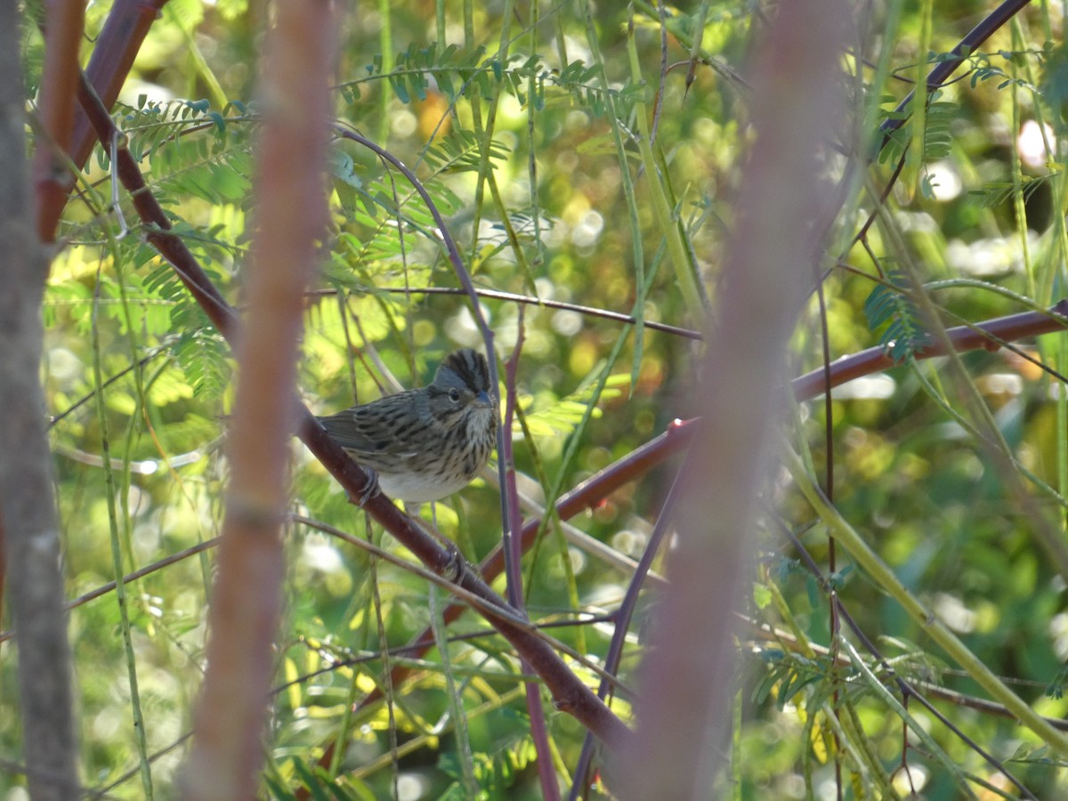 Lincoln's Sparrow - ML643596232