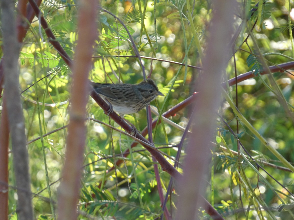 Lincoln's Sparrow - ML643596238