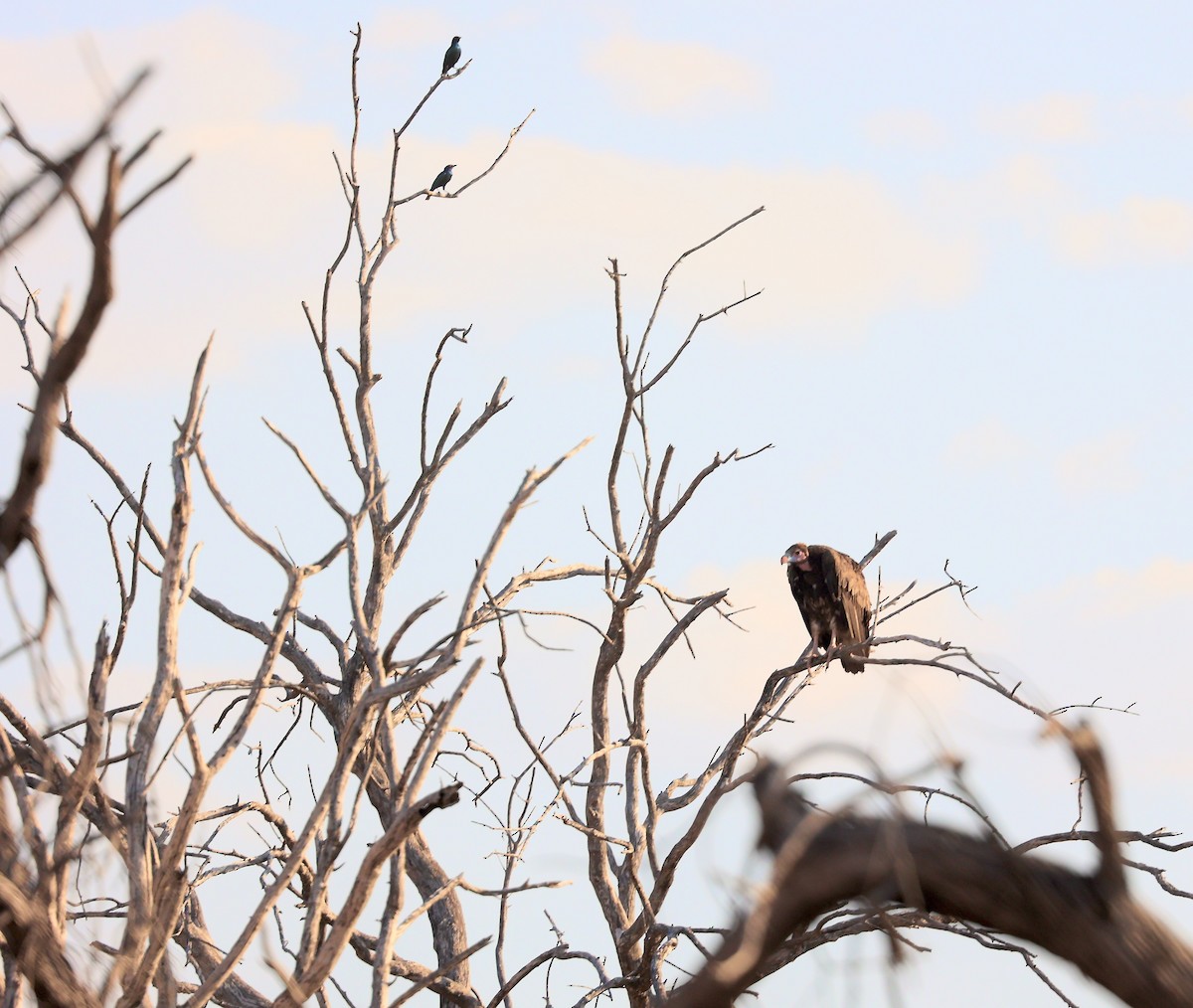 White-headed Vulture - ML643596276