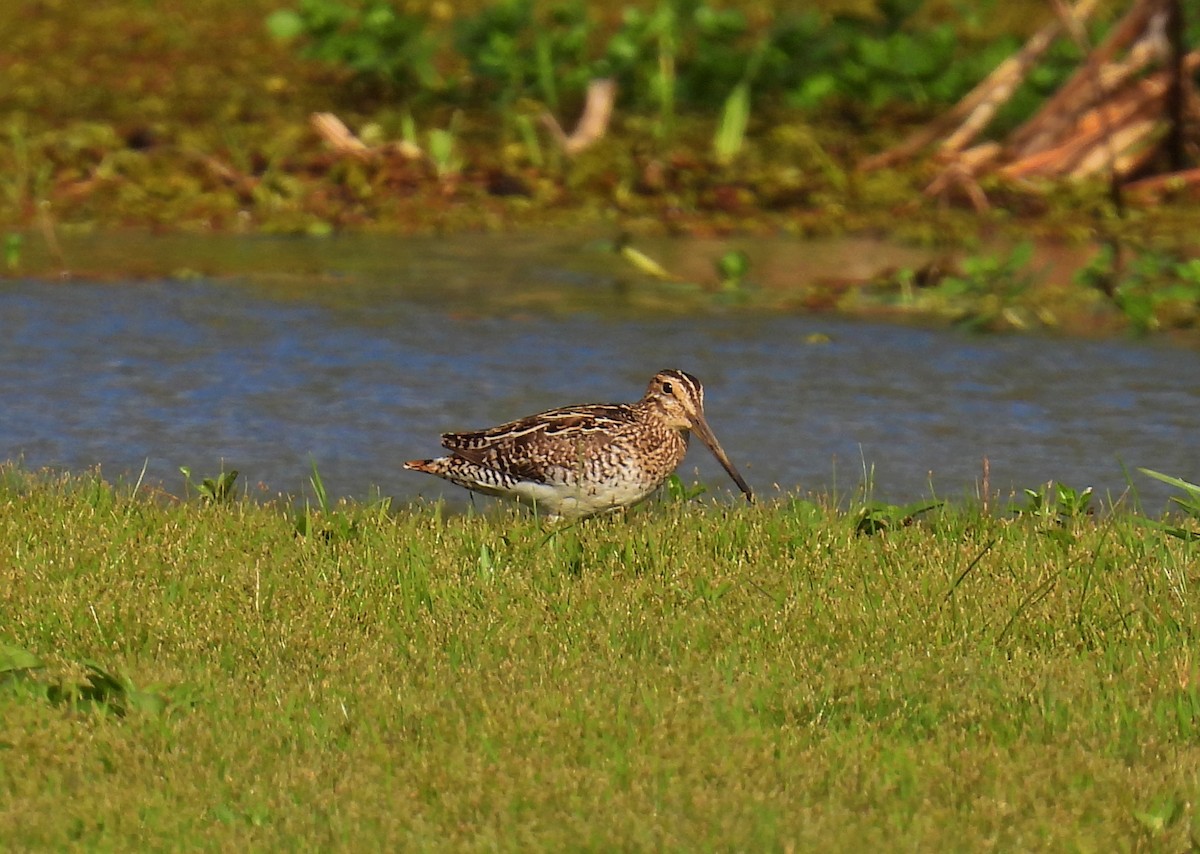 Pantanal Snipe - ML643596297