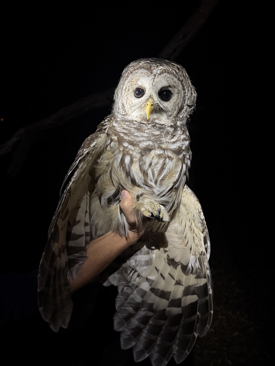 Barred Owl - ML643596336