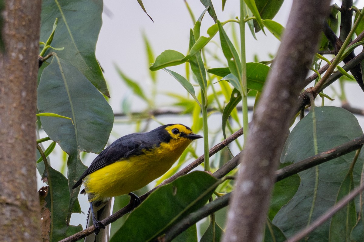Spectacled Redstart - ML643596347