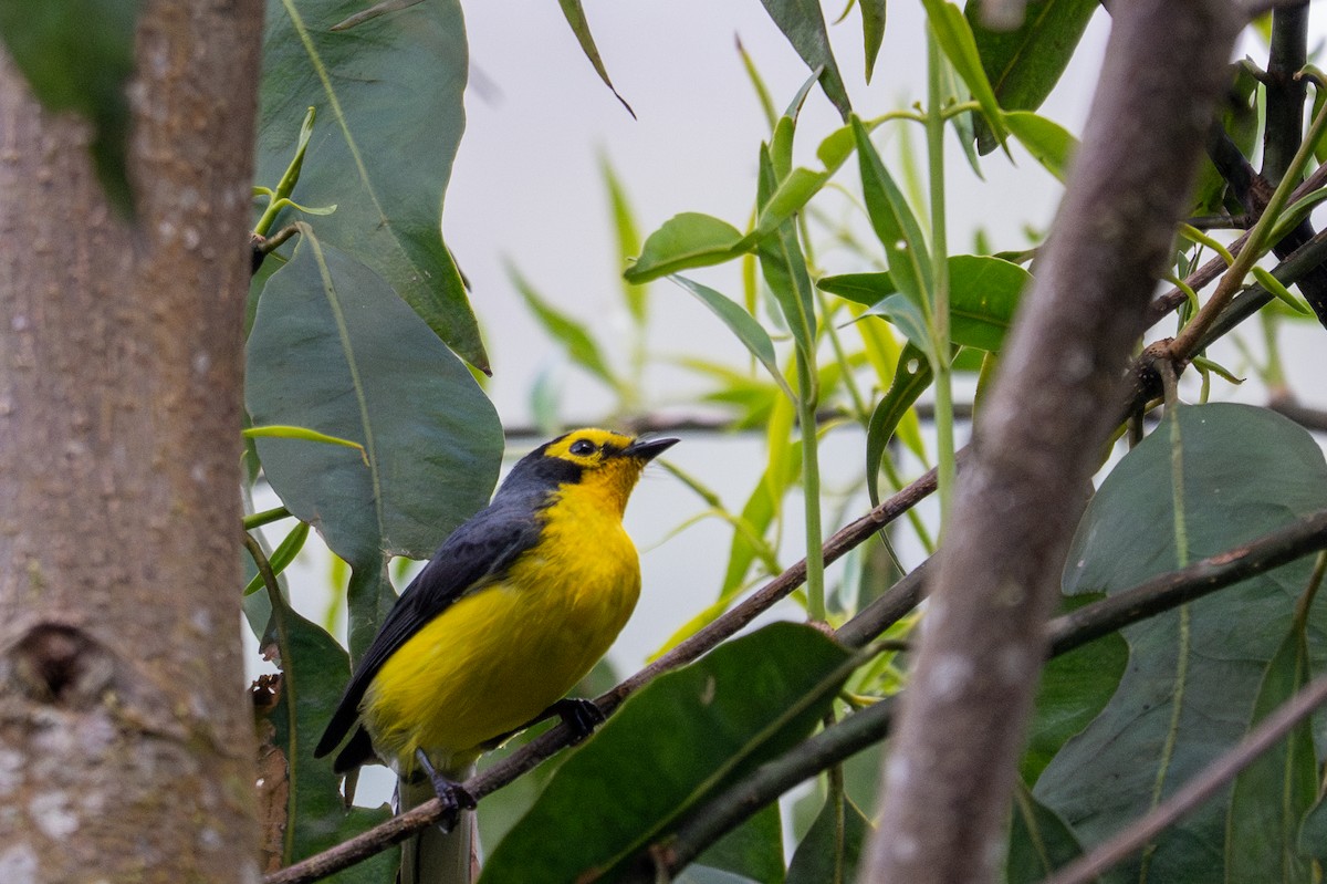Spectacled Redstart - ML643596348