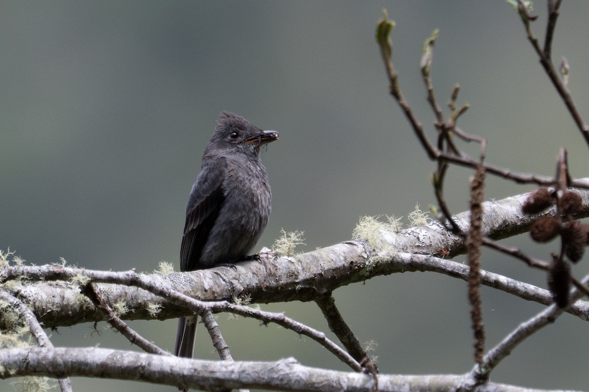 Smoke-colored Pewee - ML643596371