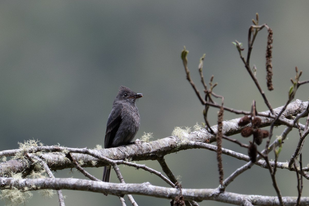 Smoke-colored Pewee - ML643596372
