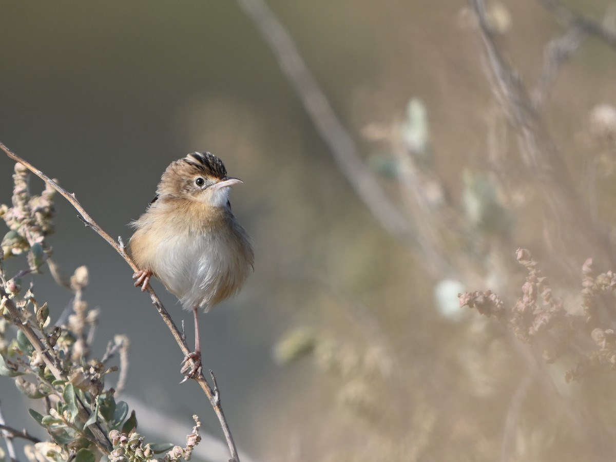 Zistensänger - ML643596404