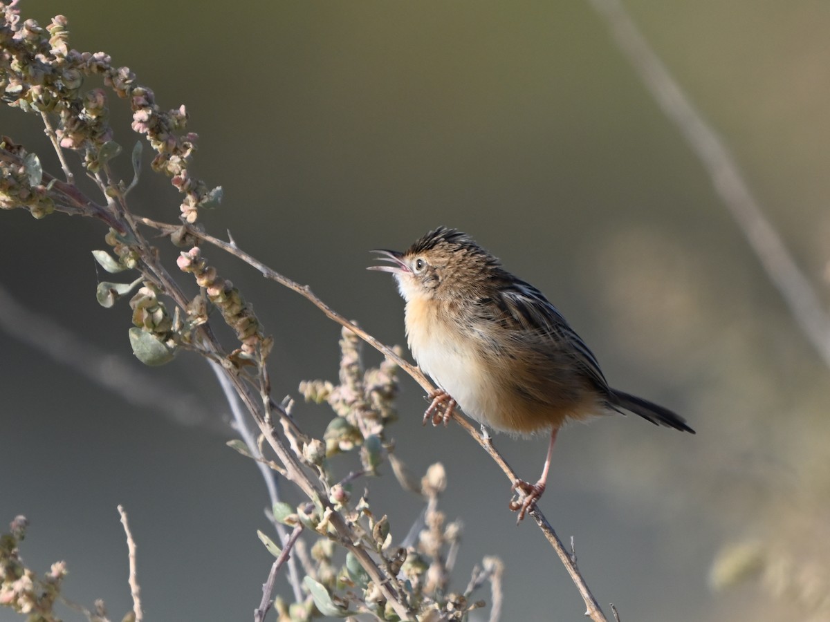 Zistensänger - ML643596409