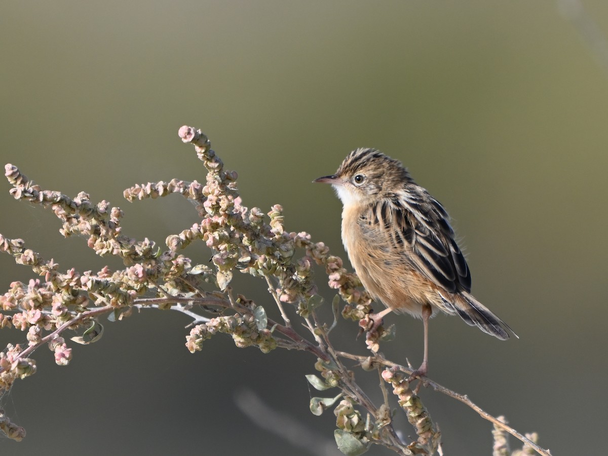 Zistensänger - ML643596410