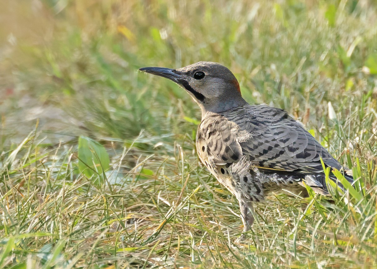 Northern Flicker (Yellow-shafted) - ML643596416