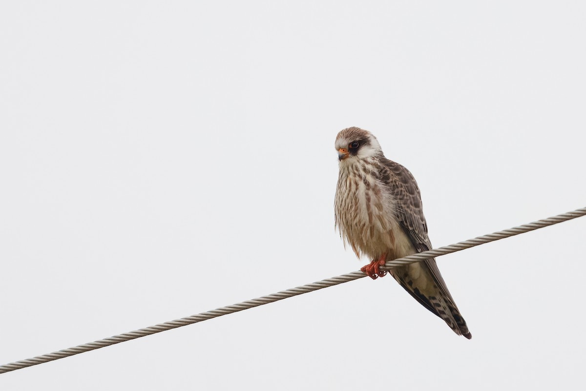Red-footed Falcon - ML643596442