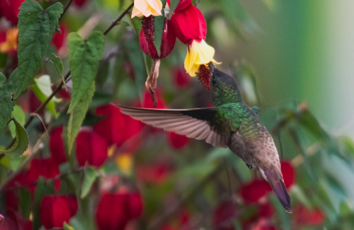 Green-bellied Hummingbird - ML643596451