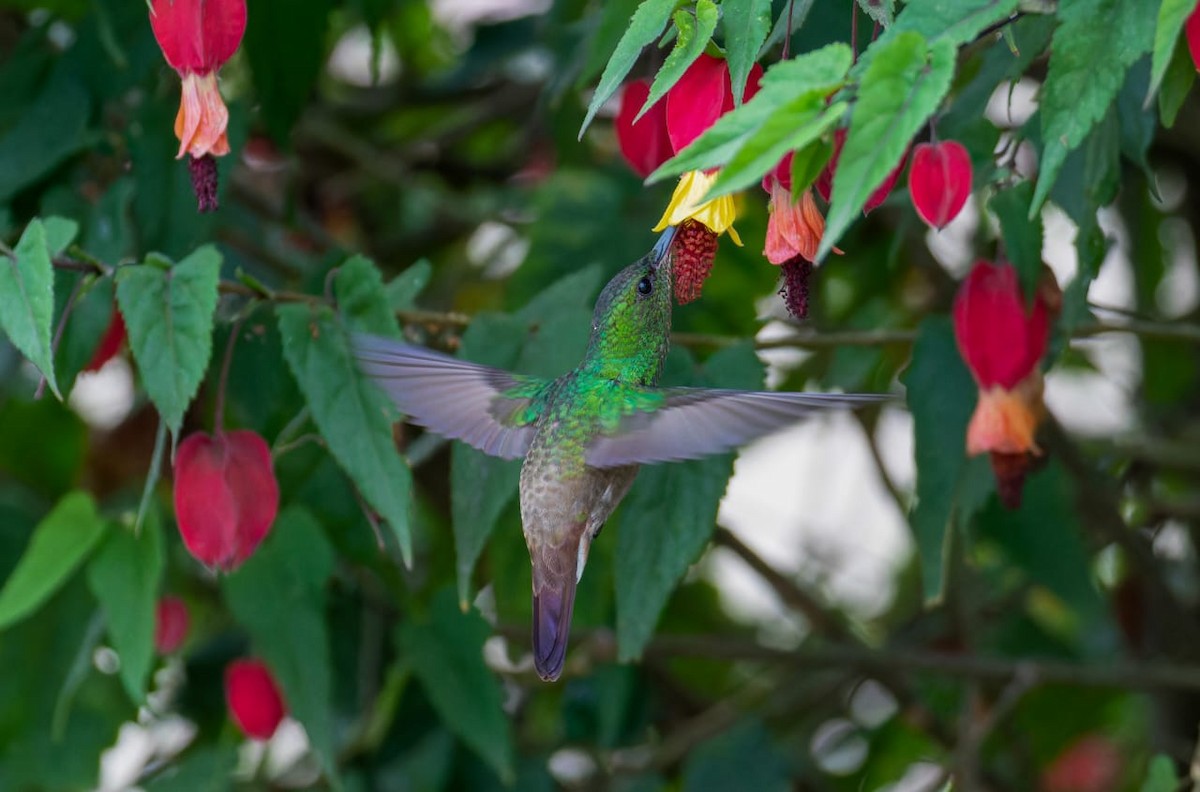 Green-bellied Hummingbird - ML643596452