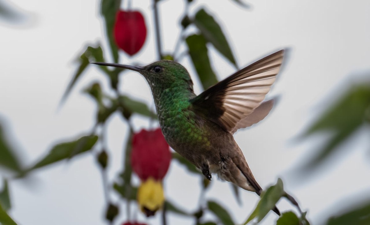 Green-bellied Hummingbird - ML643596453