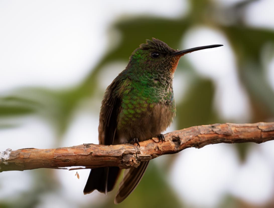 Green-bellied Hummingbird - ML643596454