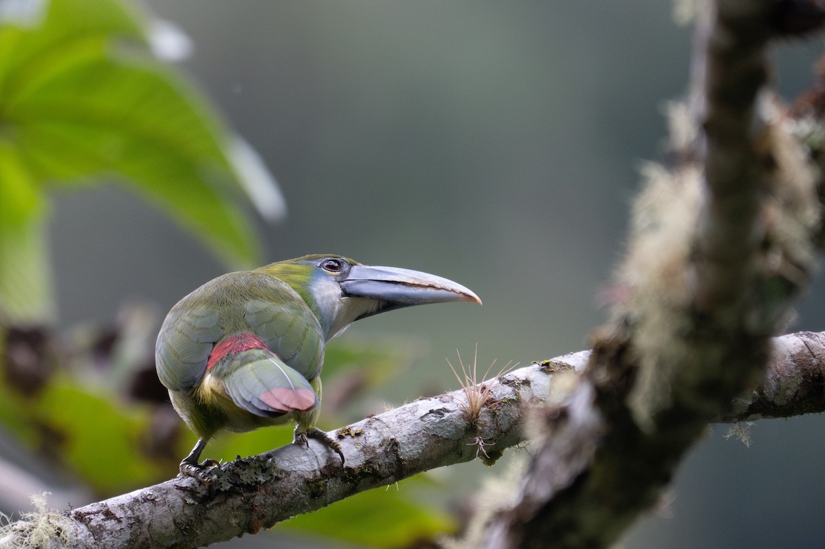 Blue-banded Toucanet - ML643596460