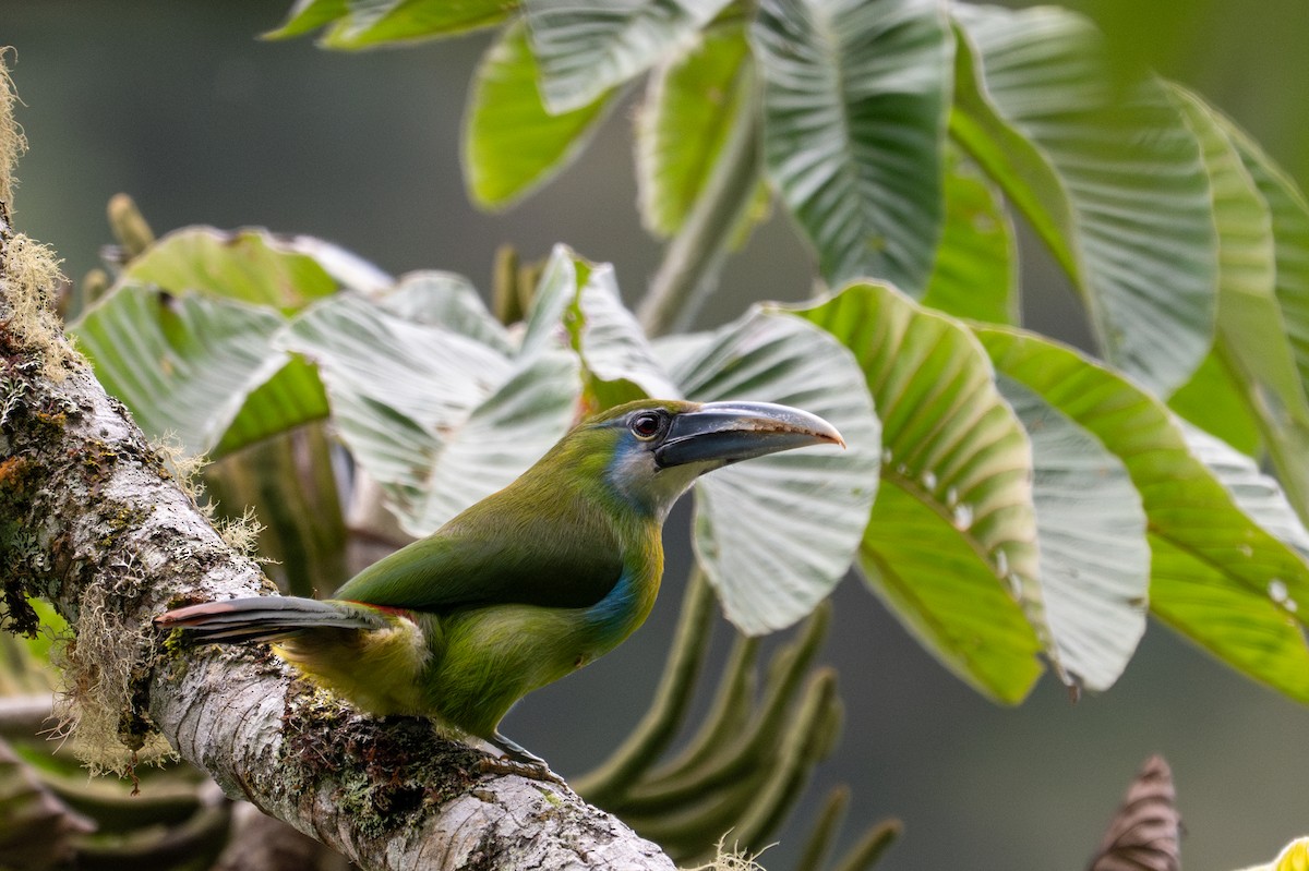 Blue-banded Toucanet - ML643596461