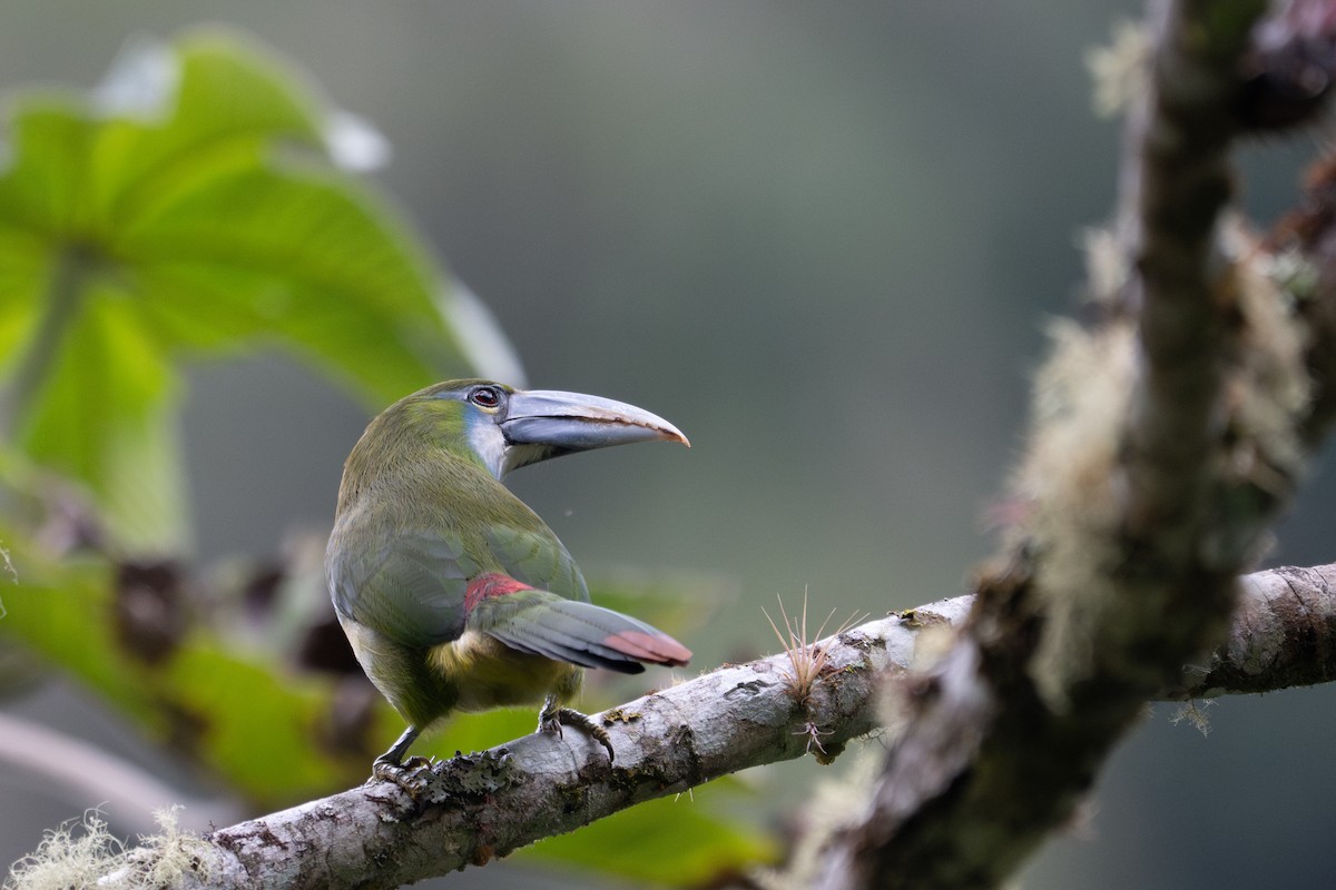 Blue-banded Toucanet - ML643596462