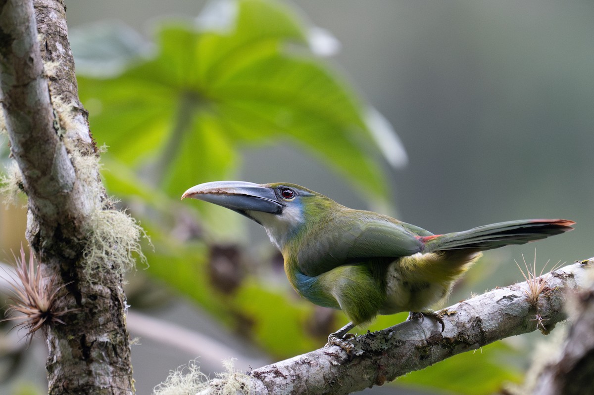 Blue-banded Toucanet - ML643596463