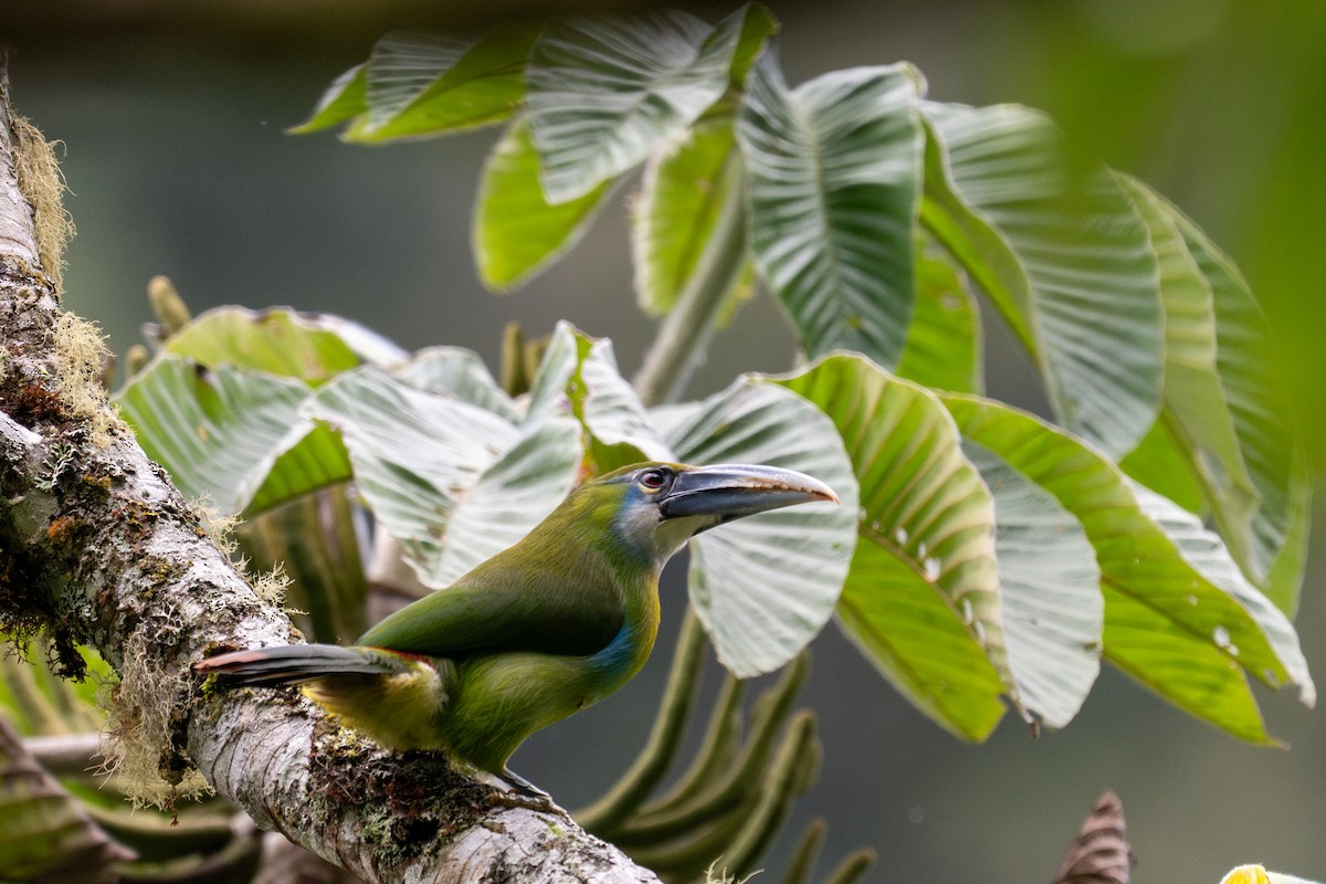 Blue-banded Toucanet - ML643596464