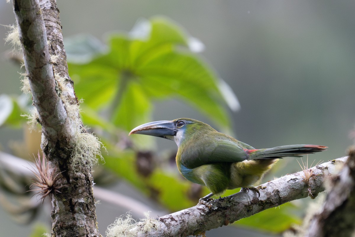 Blue-banded Toucanet - ML643596465