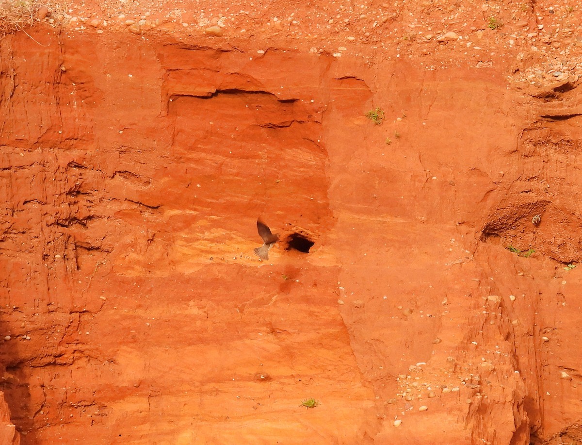 Tawny-headed Swallow - ML643596466