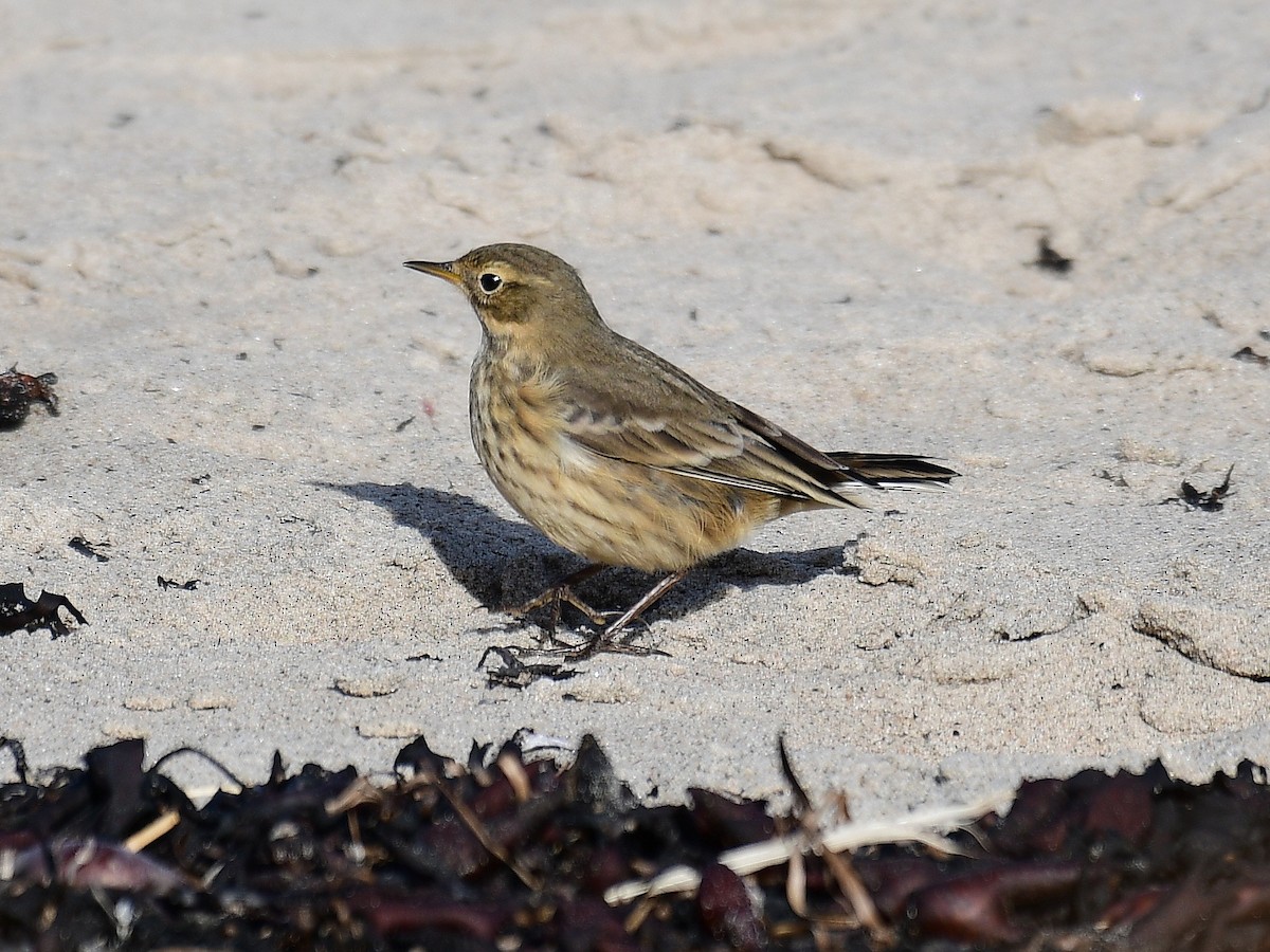 American Pipit - ML643596467