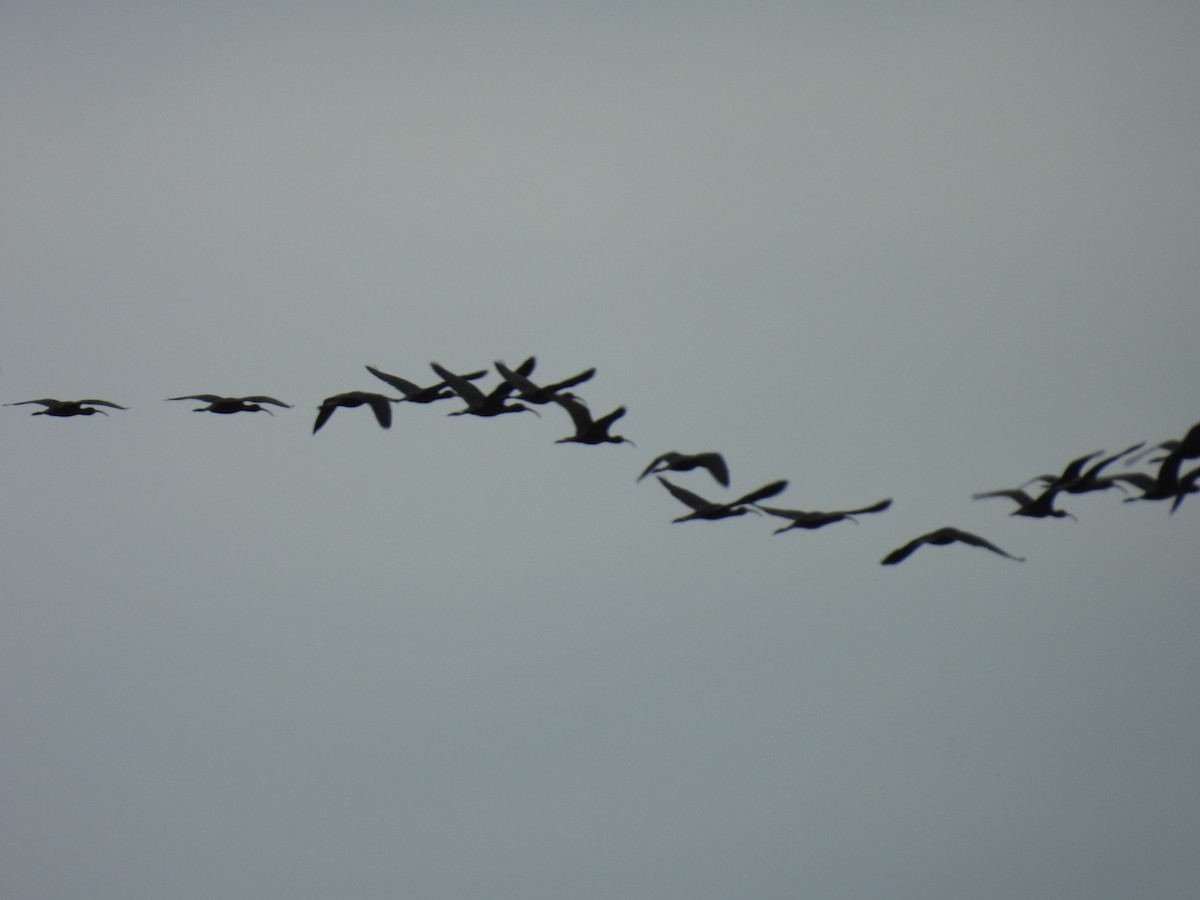 ibis americký - ML643596471