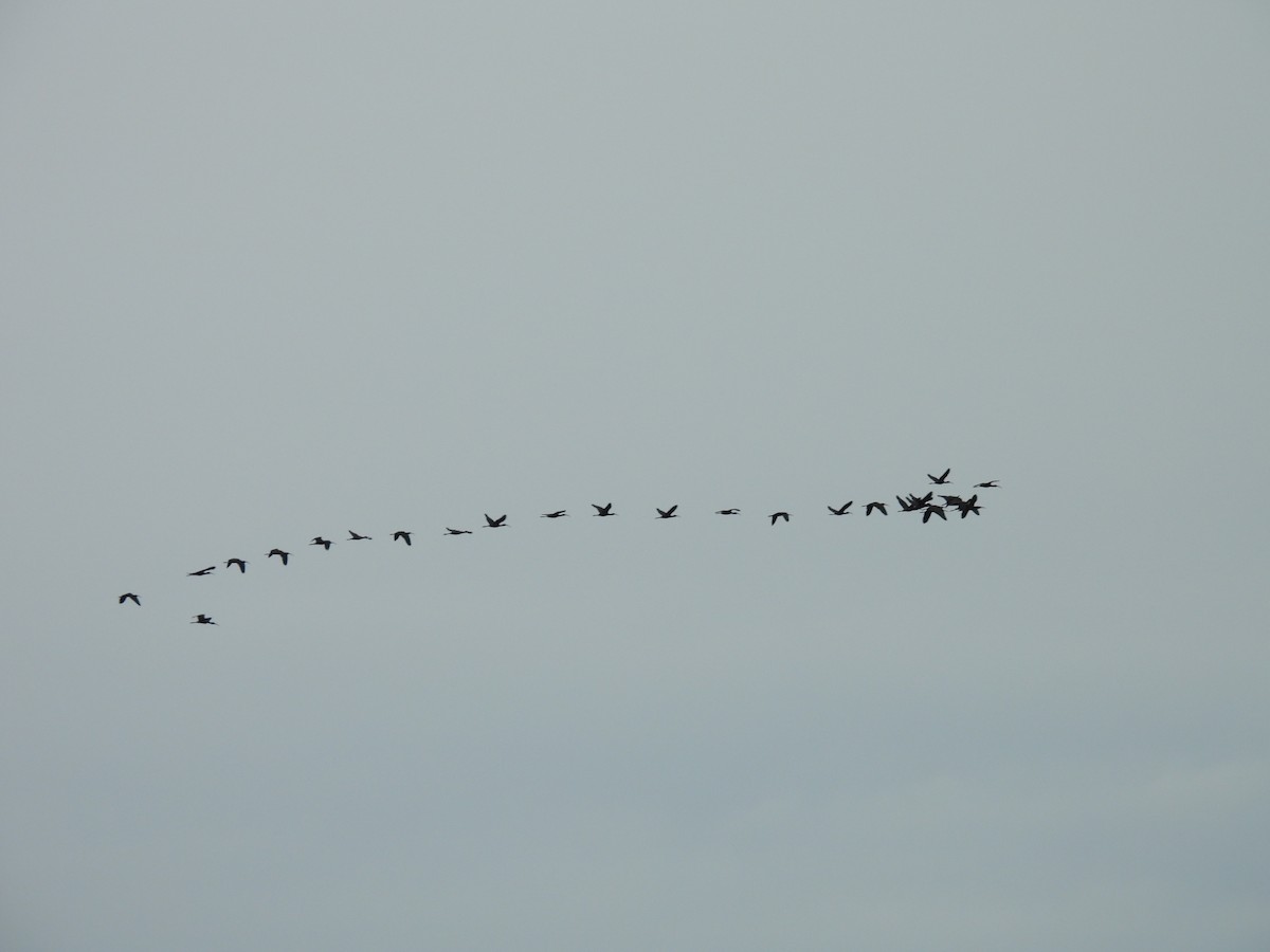 ibis americký - ML643596472
