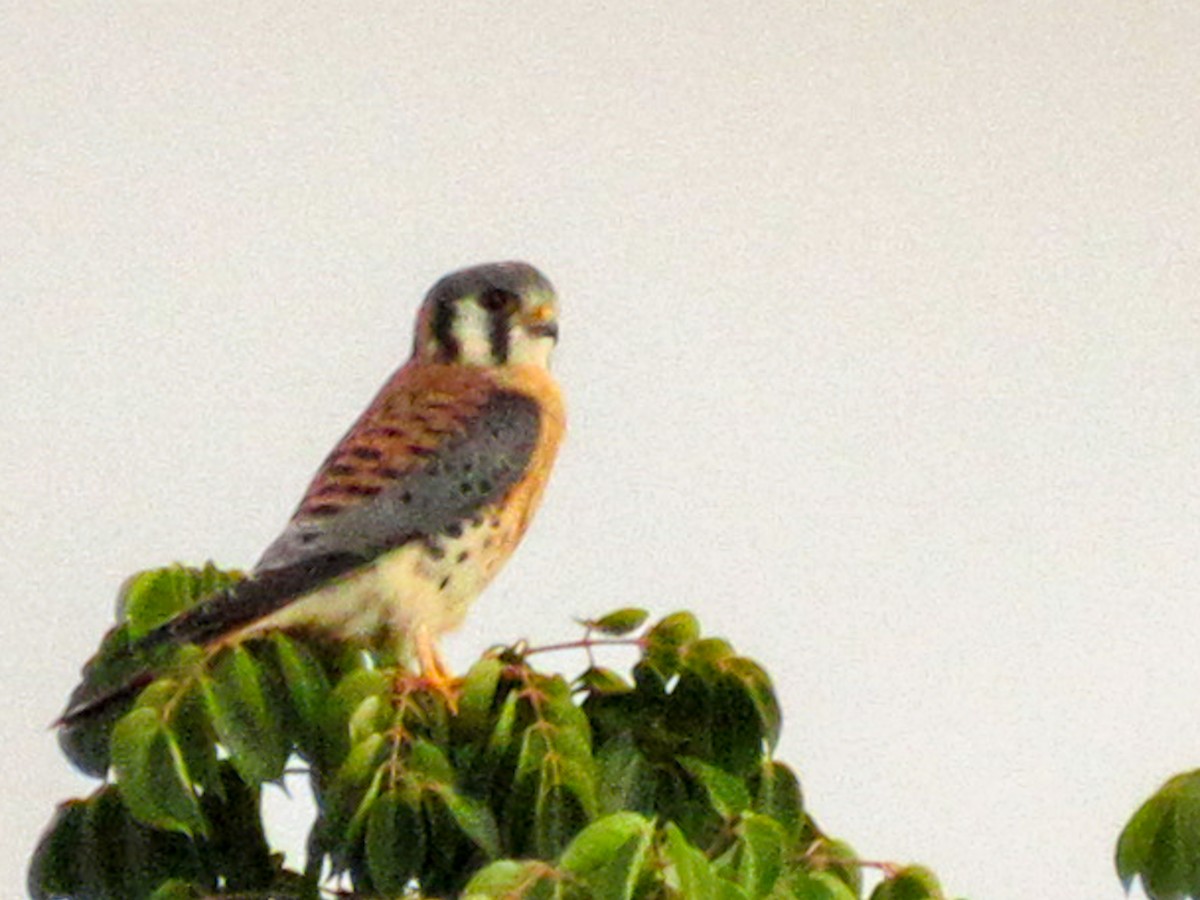 American Kestrel - ML643596474