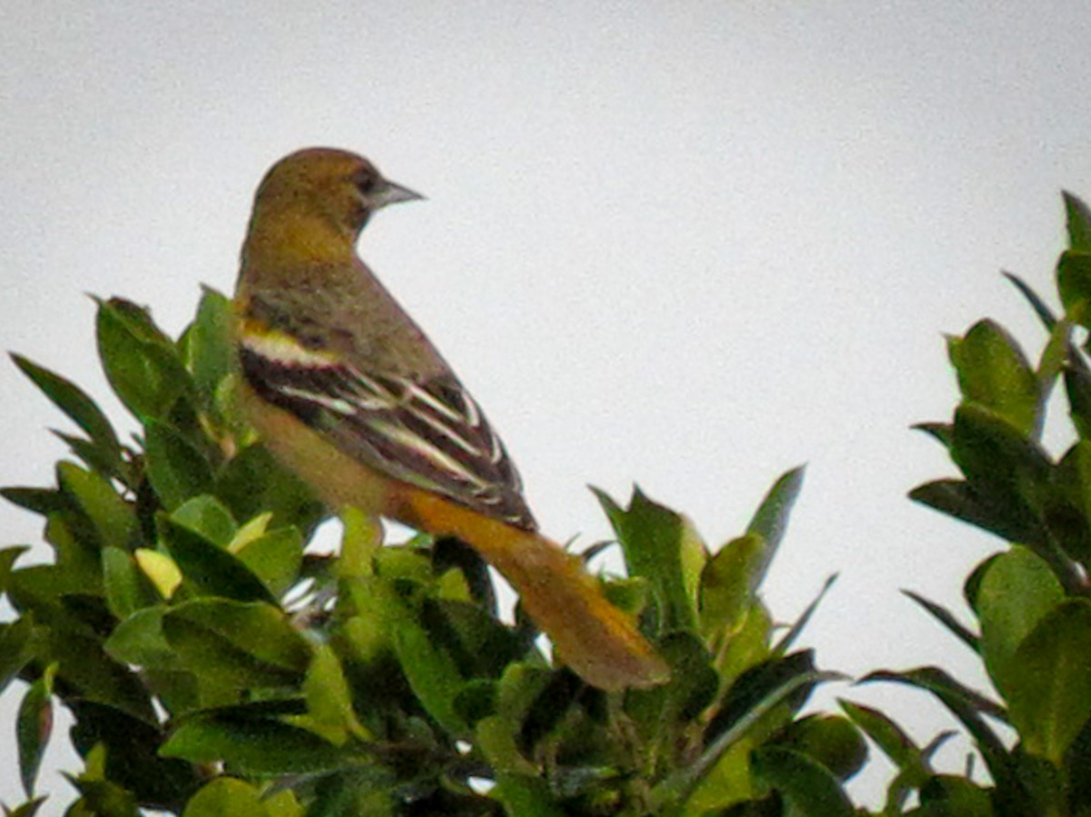 Baltimore Oriole - ML643596489