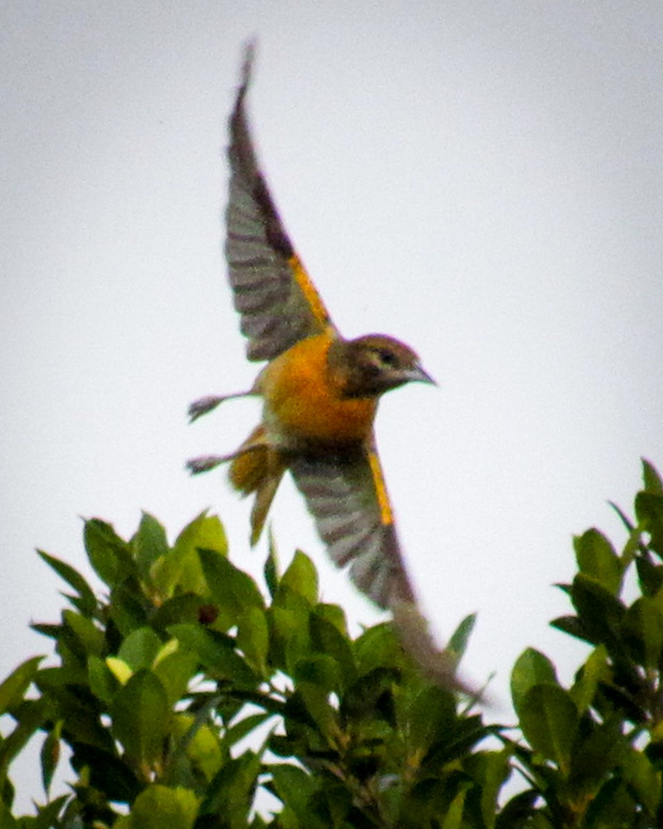 Baltimore Oriole - ML643596490