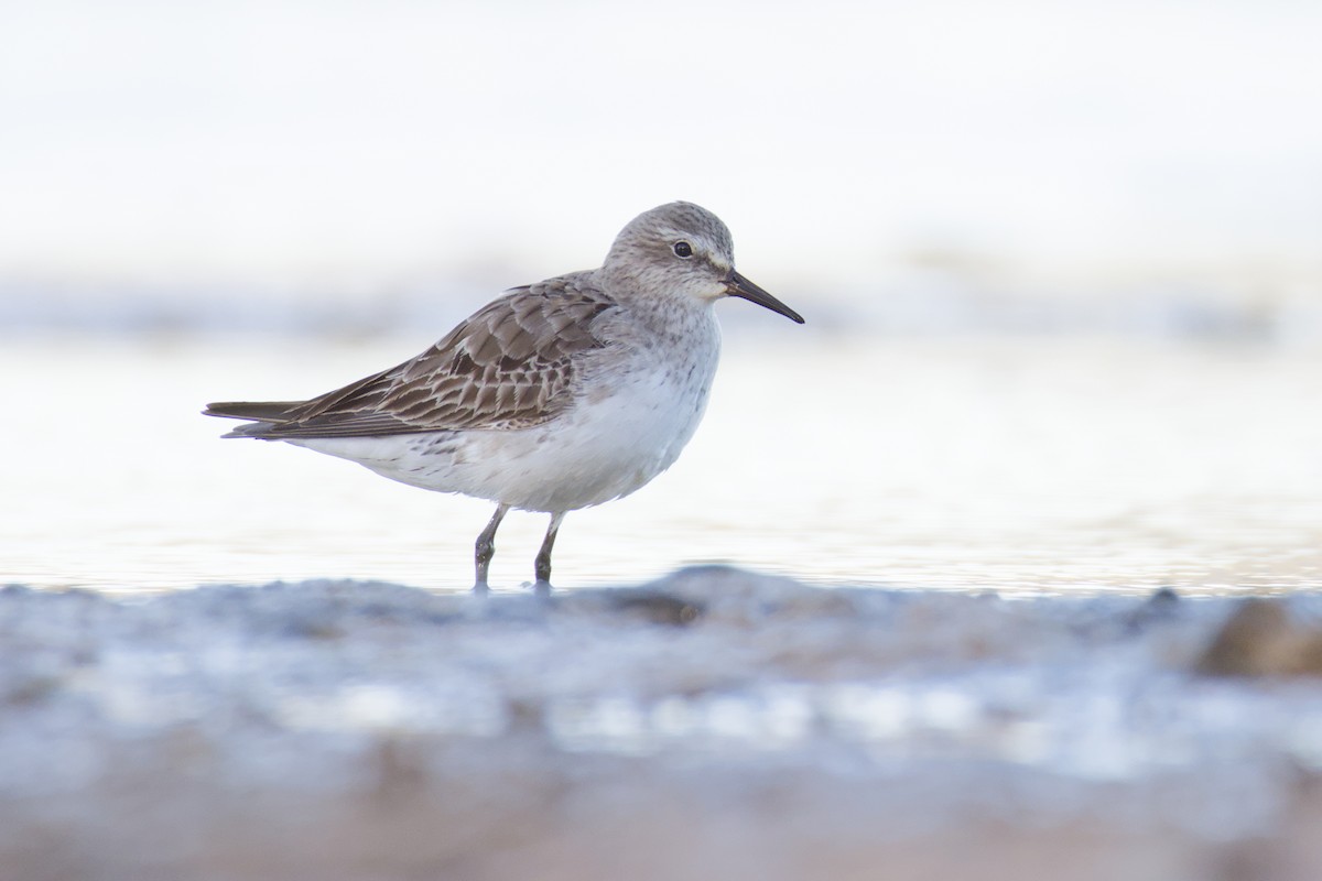 White-rumped Sandpiper - ML643596492